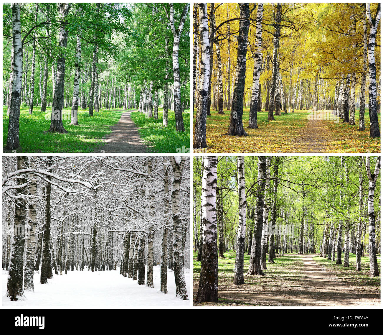 Four seasons of row birch trees Stock Photo