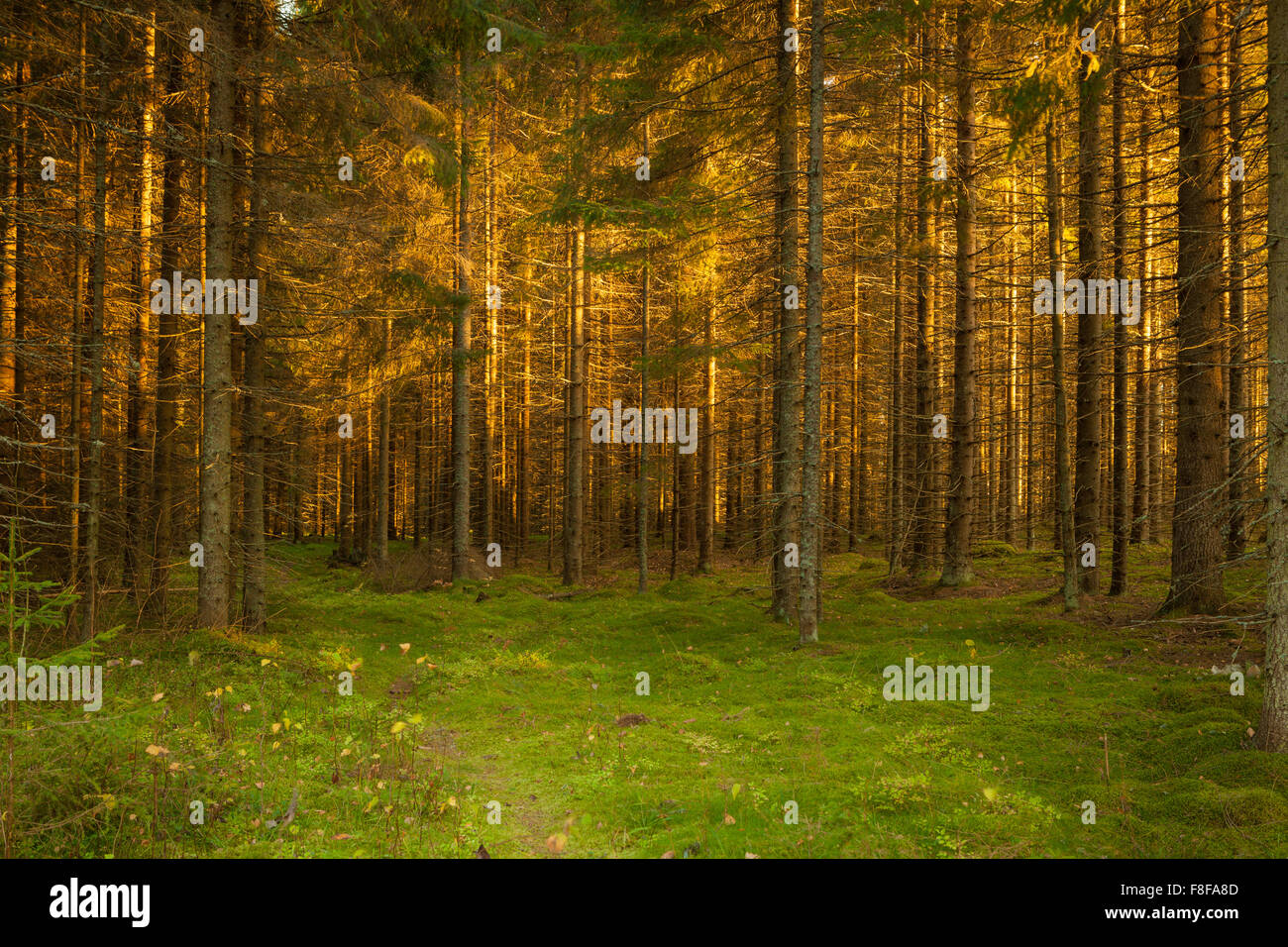 Golden spruce trail hi-res stock photography and images - Alamy