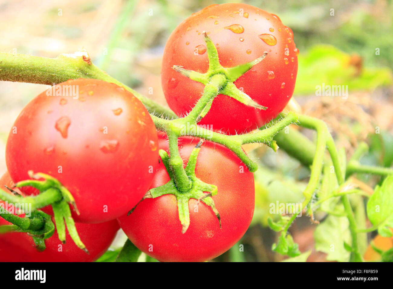 beautiful red tomatoes hanging on the branch in the garden Stock Photo ...