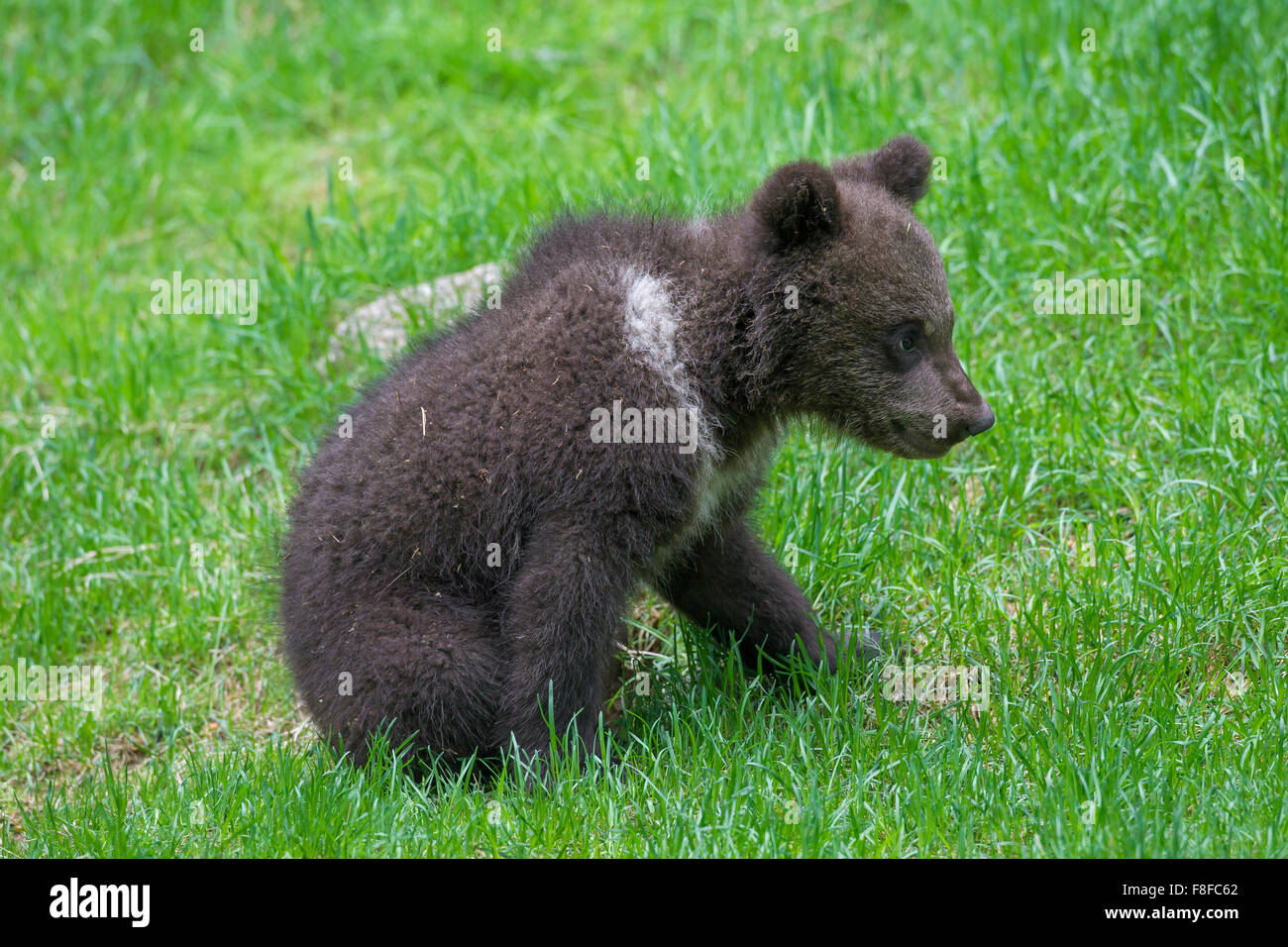 Brown bear (Ursus arctos) cub in grassland Stock Photo
