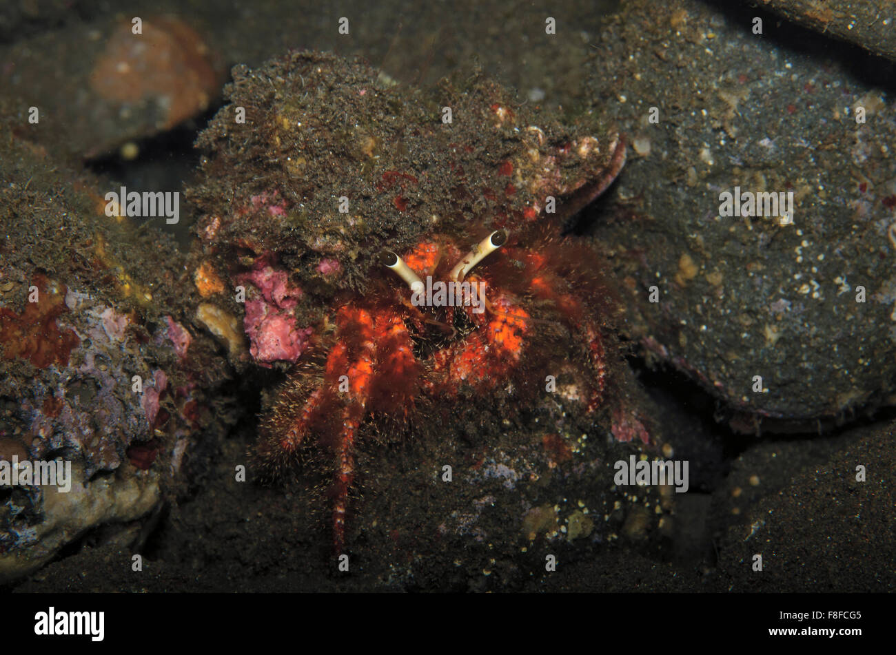 Hairy Red Hermit Crab, Dardanus lagopodes, on coral reef, Tulamben, Bali, Indonesia Stock Photo
