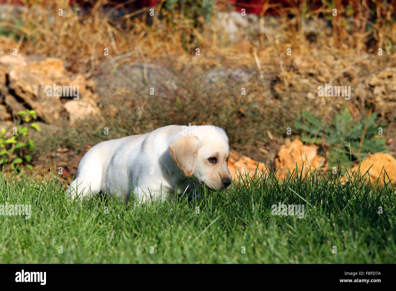 a yellow labrador puppy playing in green grass in autumn Stock Photo ...