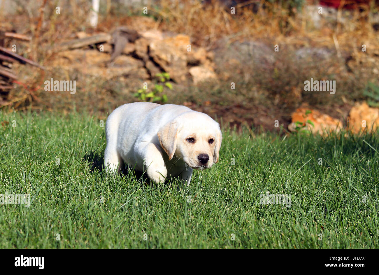 the yellow labrador puppy playing in green grass in autumn Stock Photo ...