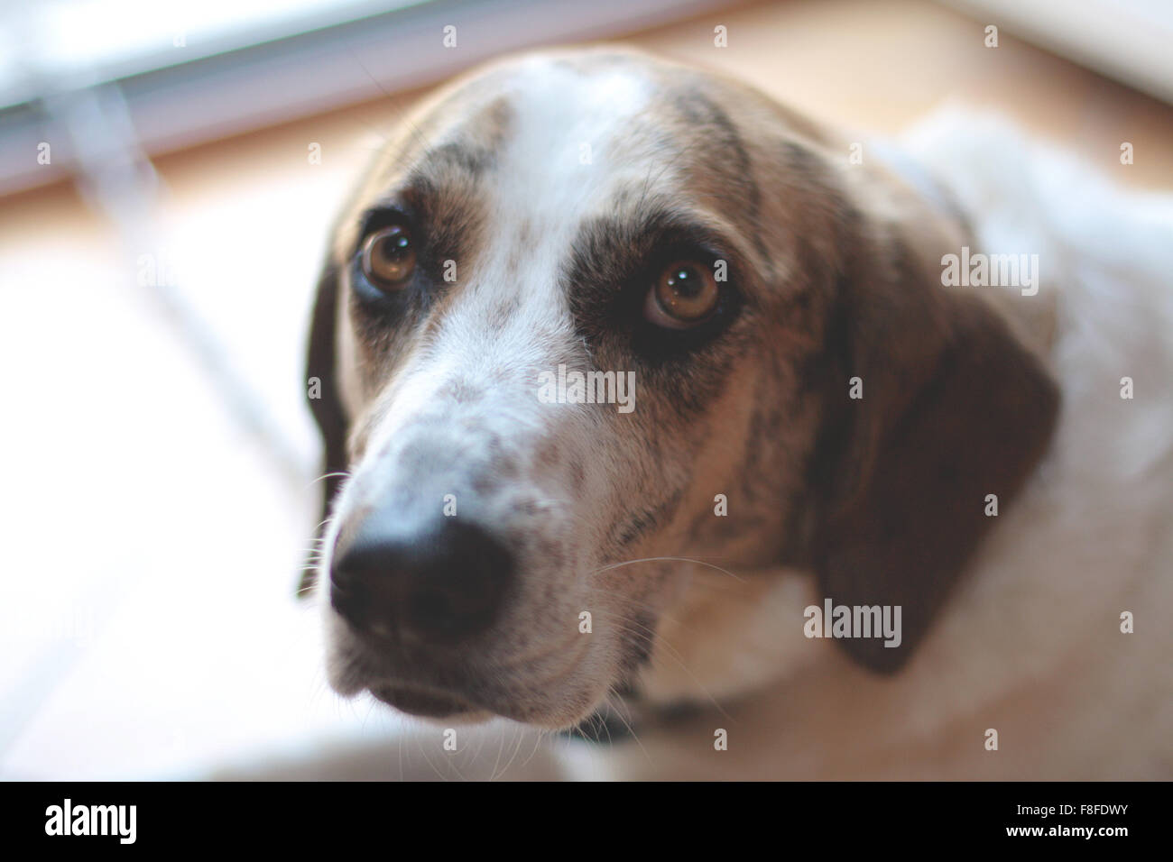 Lady dog portrait hi-res stock photography and images - Alamy
