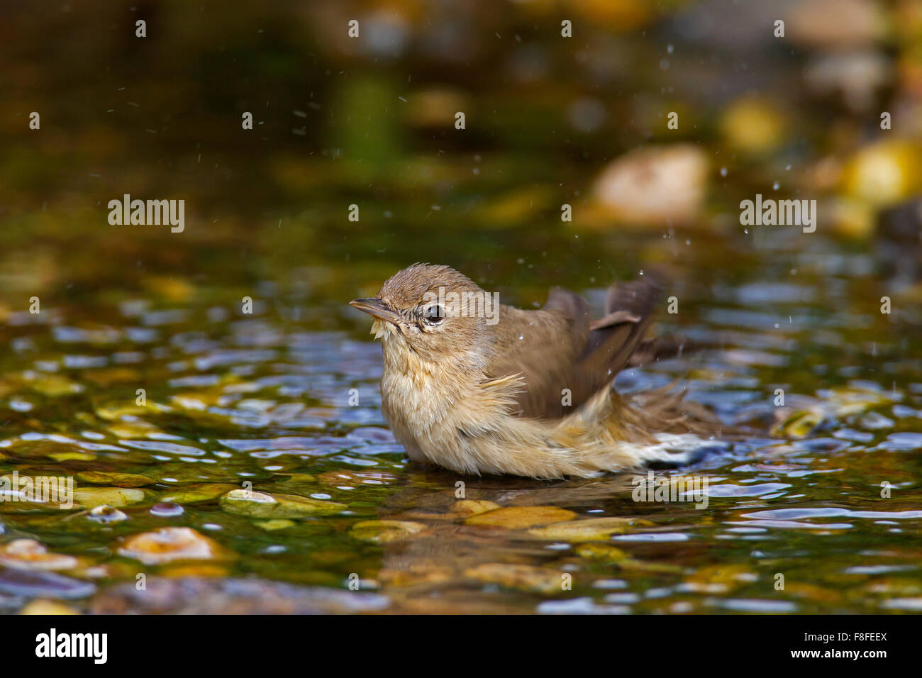 Garden warbler (Sylvia borin) bathing in shallow water Stock Photo