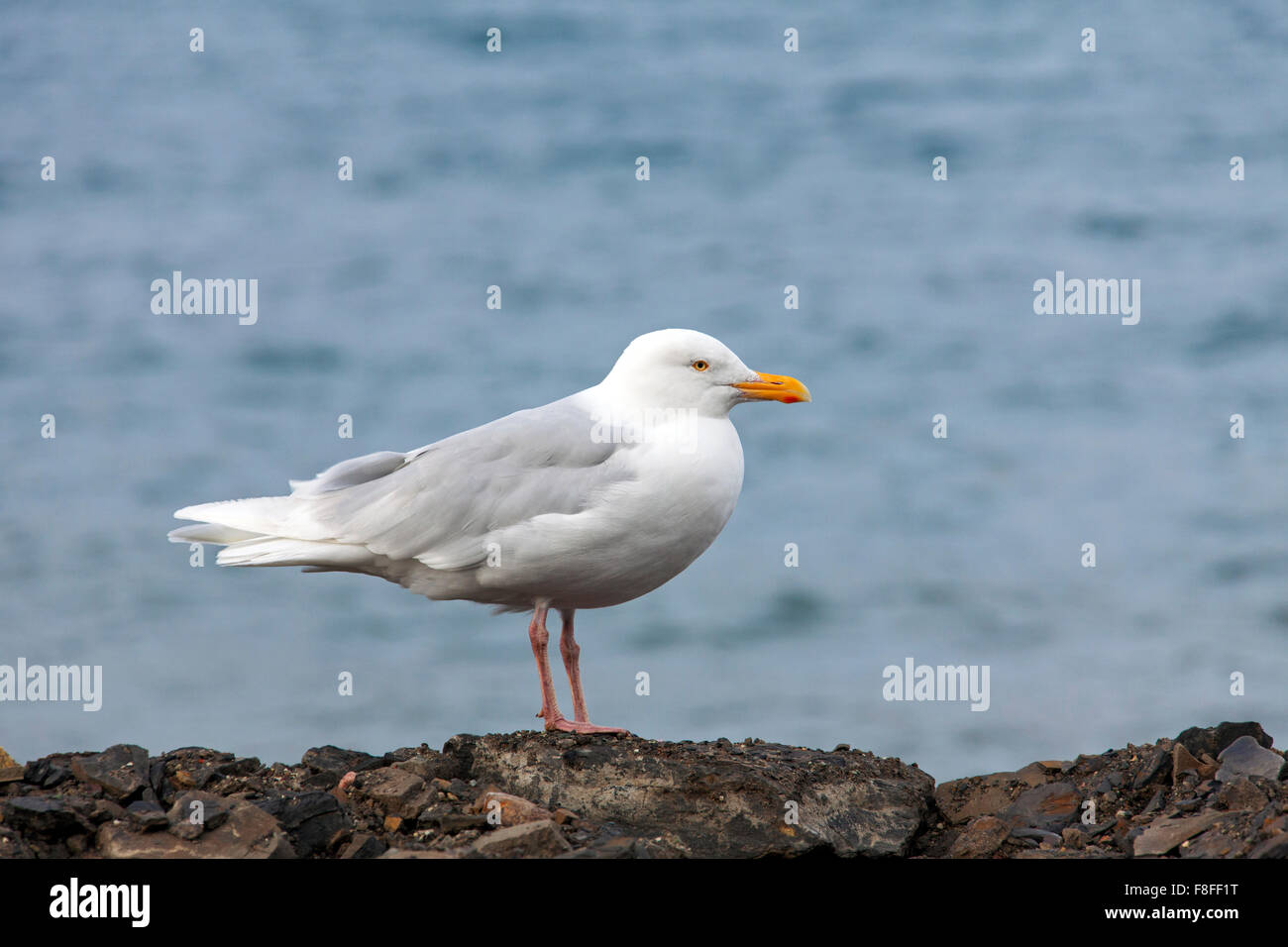 Glaucous gull (Larus hyperboreus) on shore along Arctic ocean Stock Photo