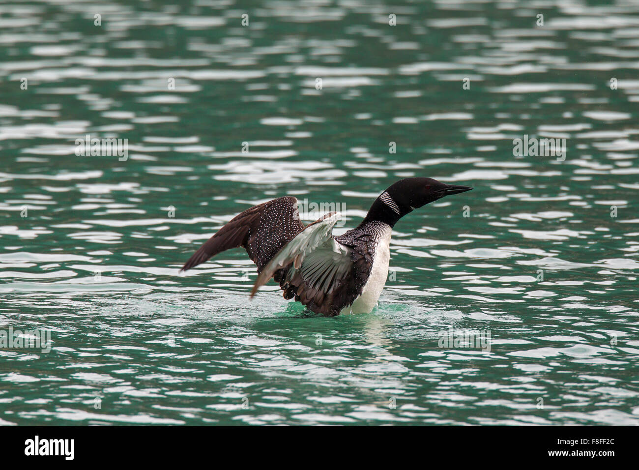 Great Northern Diver / Great northern loon / common loon (Gavia immer) flapping its wings in lake in summer Stock Photo