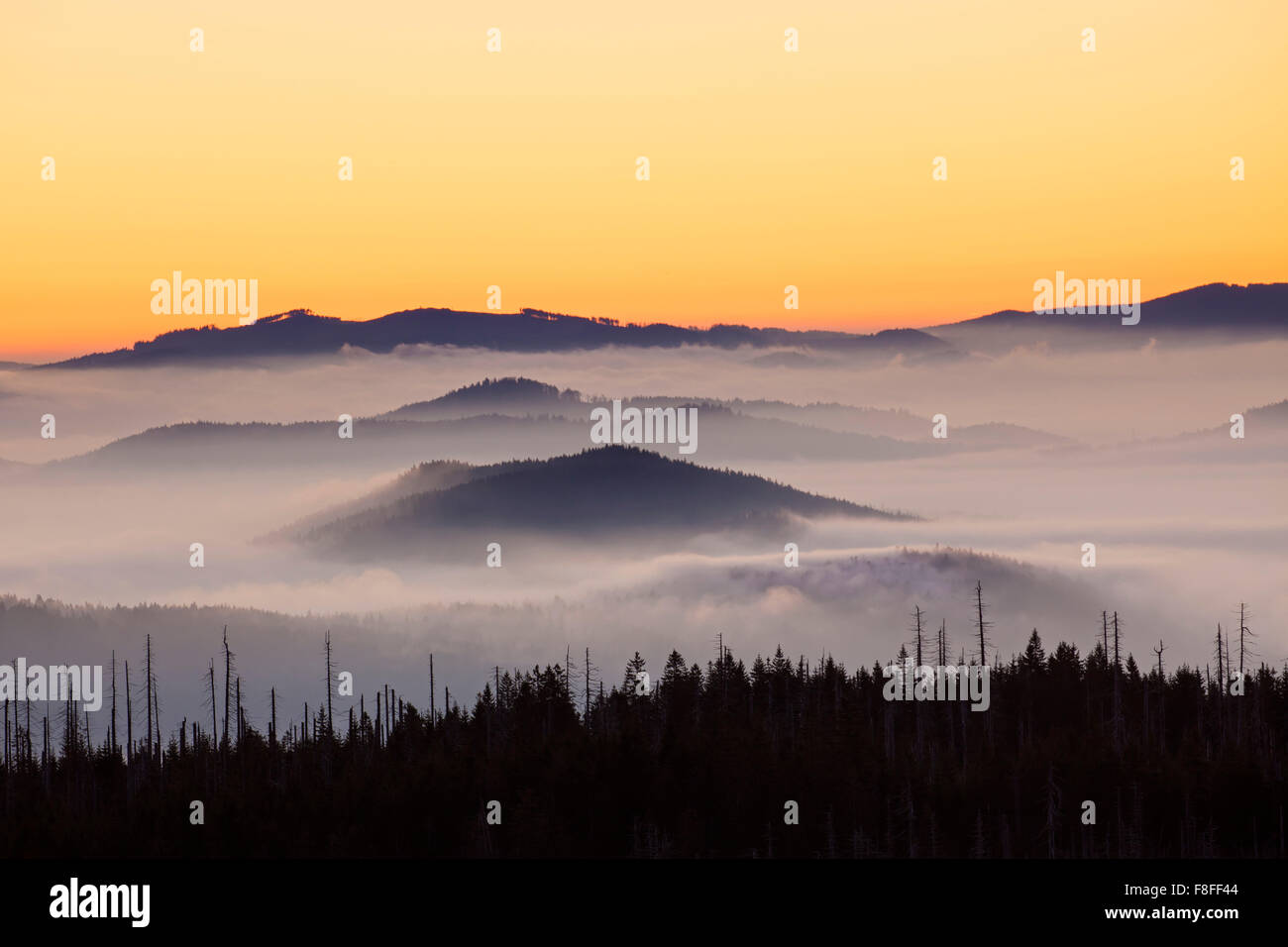 Fog over forest hi-res stock photography and images - Alamy