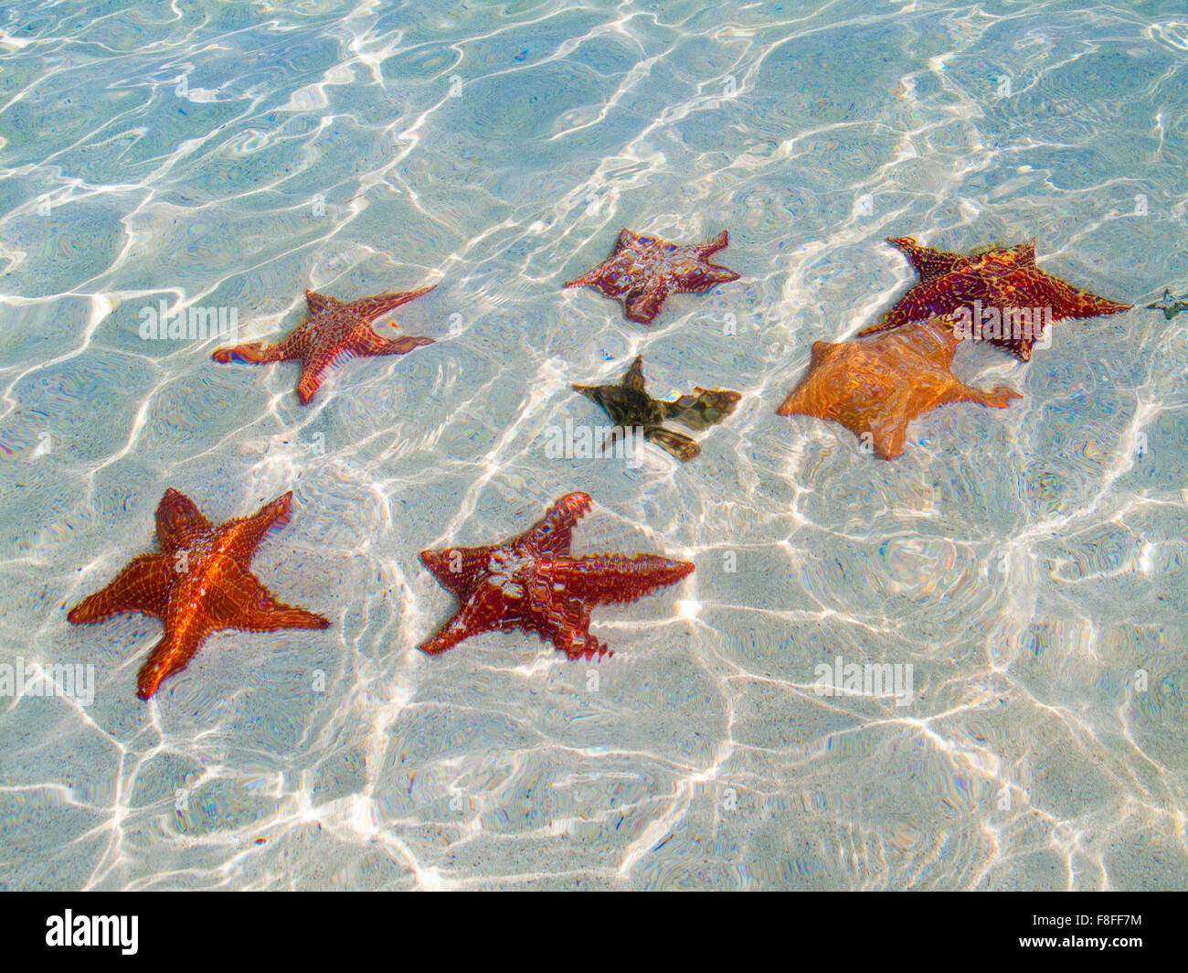 group of seastars in panama waters Stock Photo