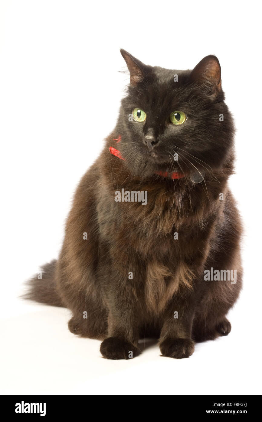 Black brown cat with green eyes and red collar. Stock Photo