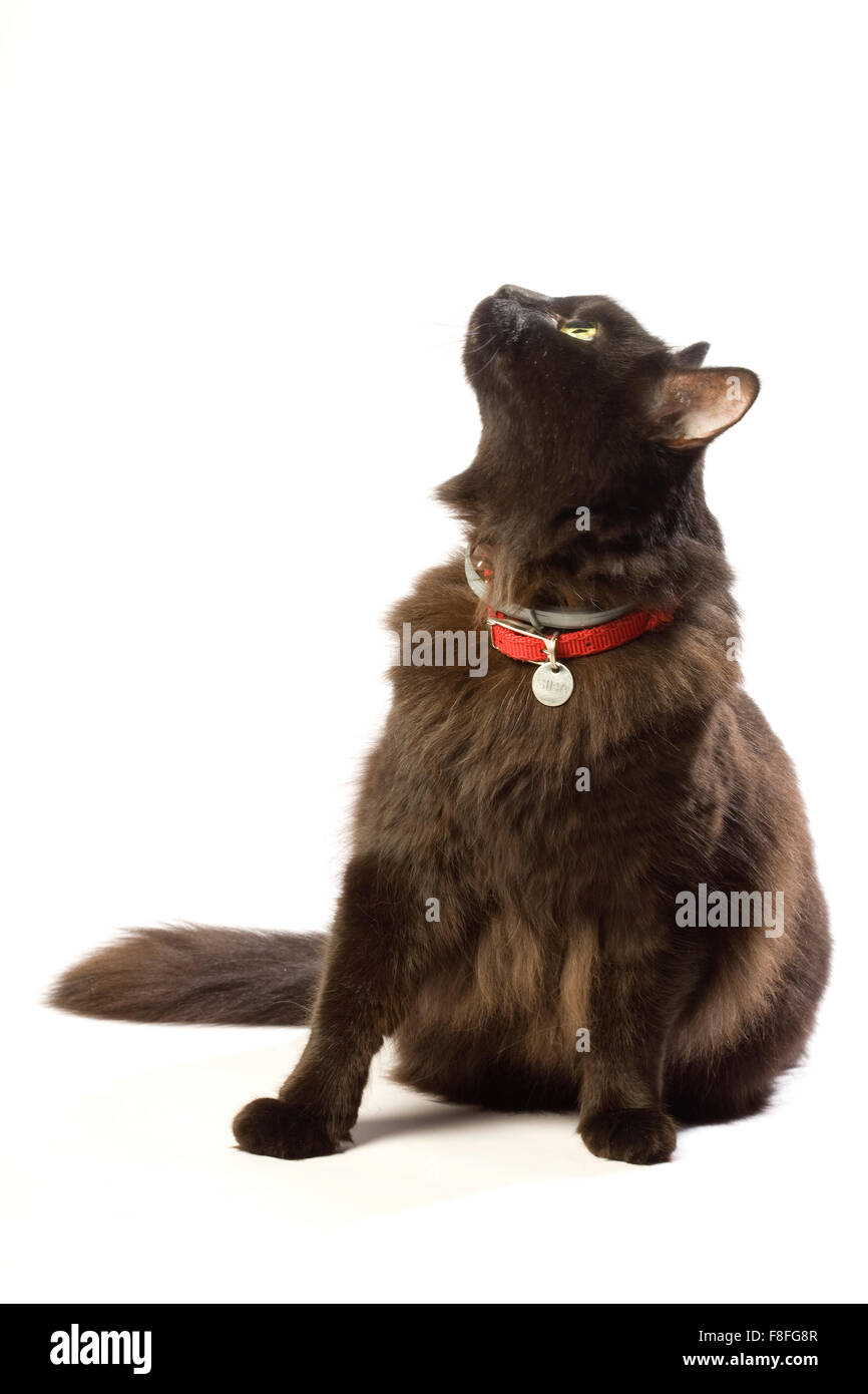 Black cat red collar Cut Out Stock Images & Pictures Alamy