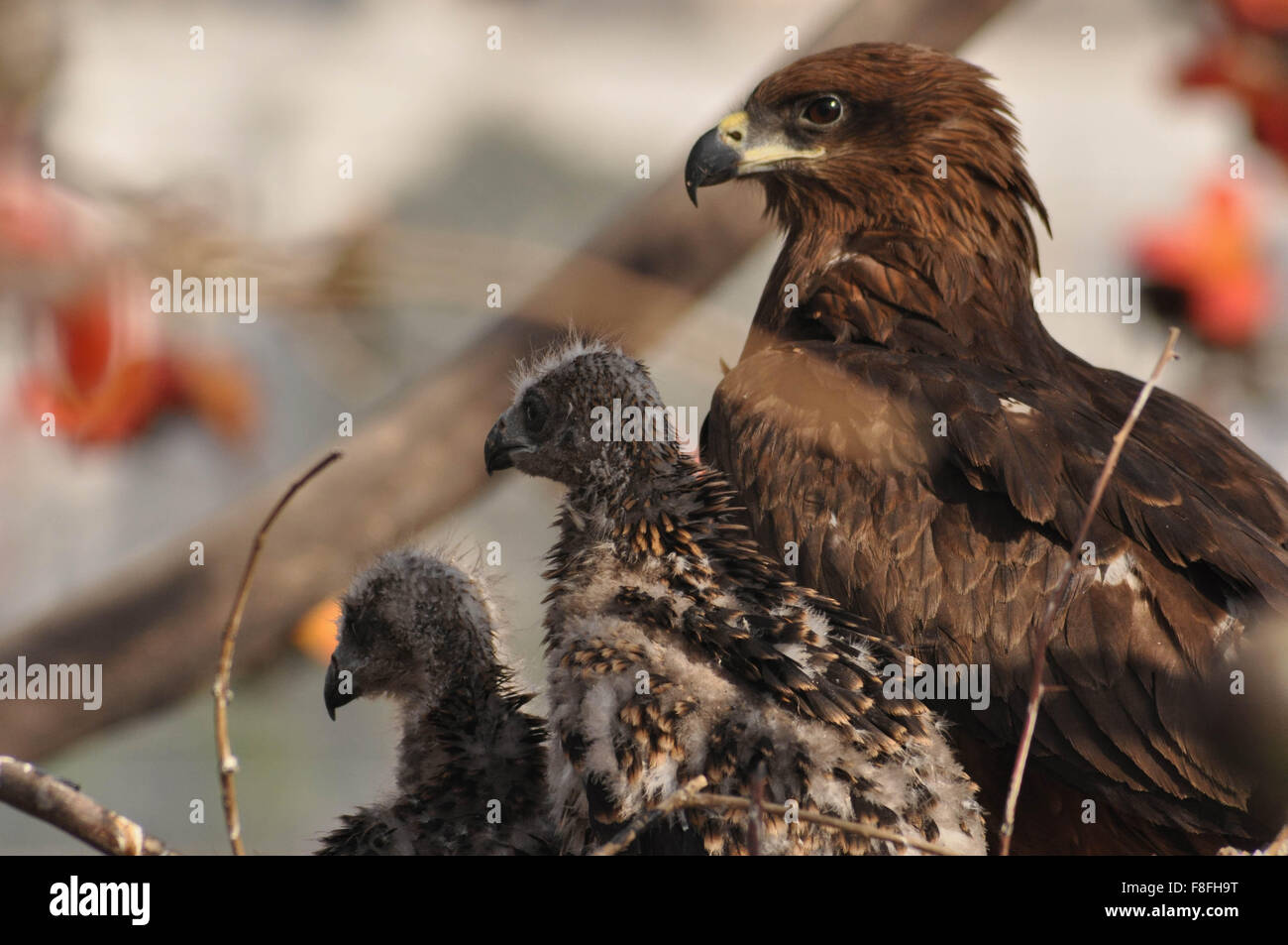 Our World Is Beautiful Mom Mom Black Kite With Her Young Chicks In The Evening Black Kite Milvus Migrans Noida India Stock Photo Alamy