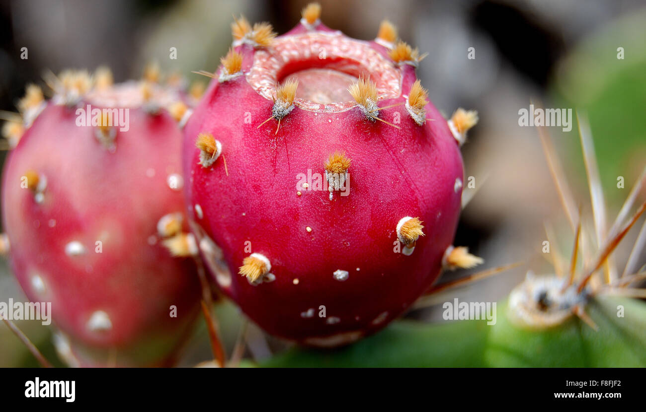 Prickly Pear Fruit Stock Photo Alamy