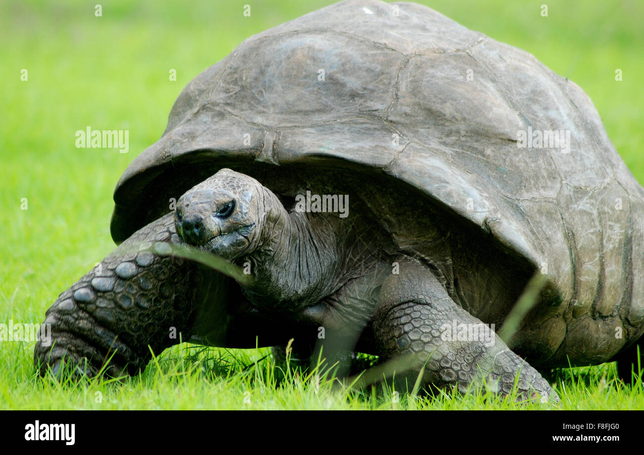 Oldest Animal in the World - Jonathan the Tortoise Stock Photo