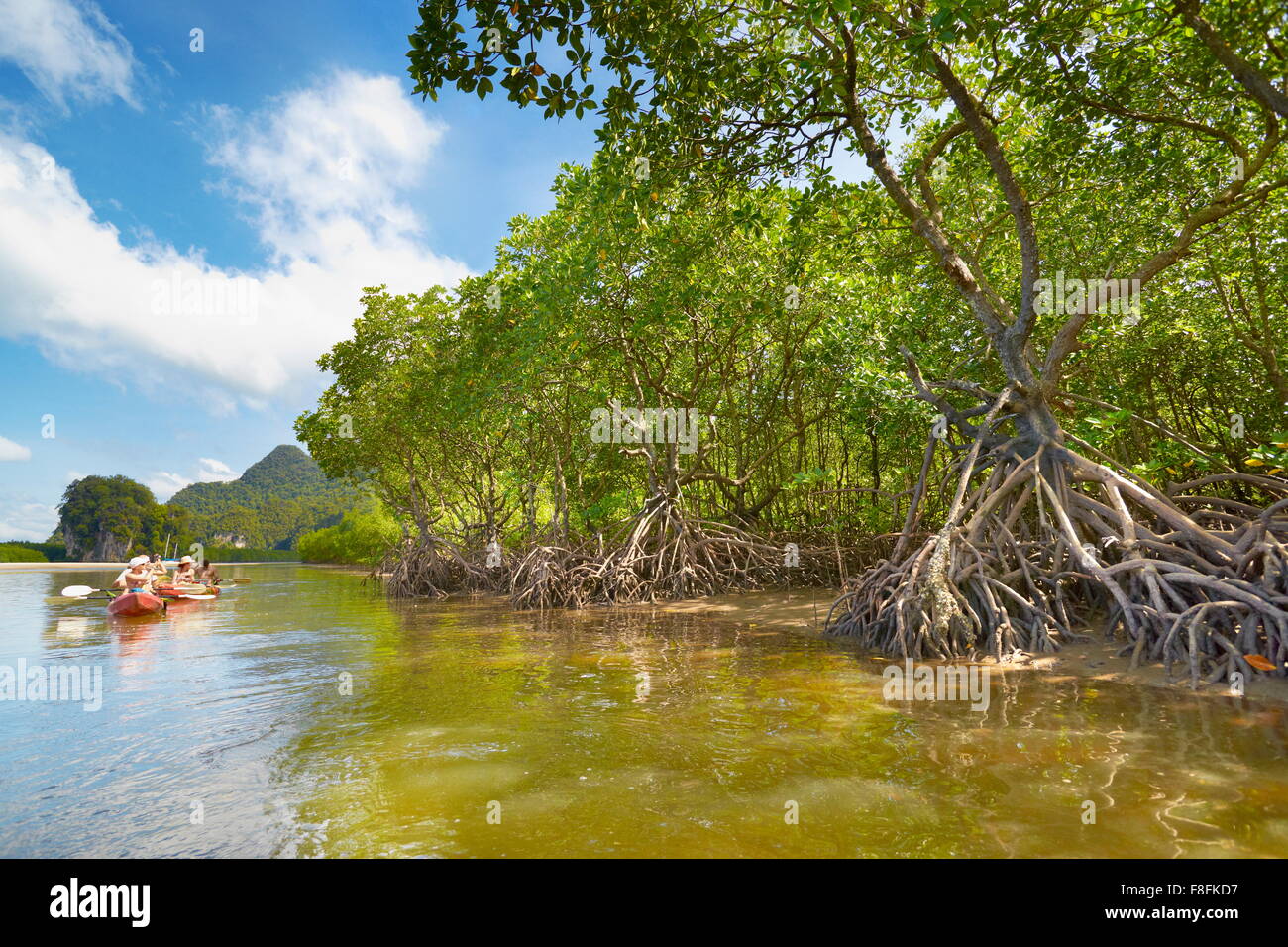 Mangrove Forest Tourists Sailing Alongside Mangrove Forest Phang Nga Bay Krabi Province