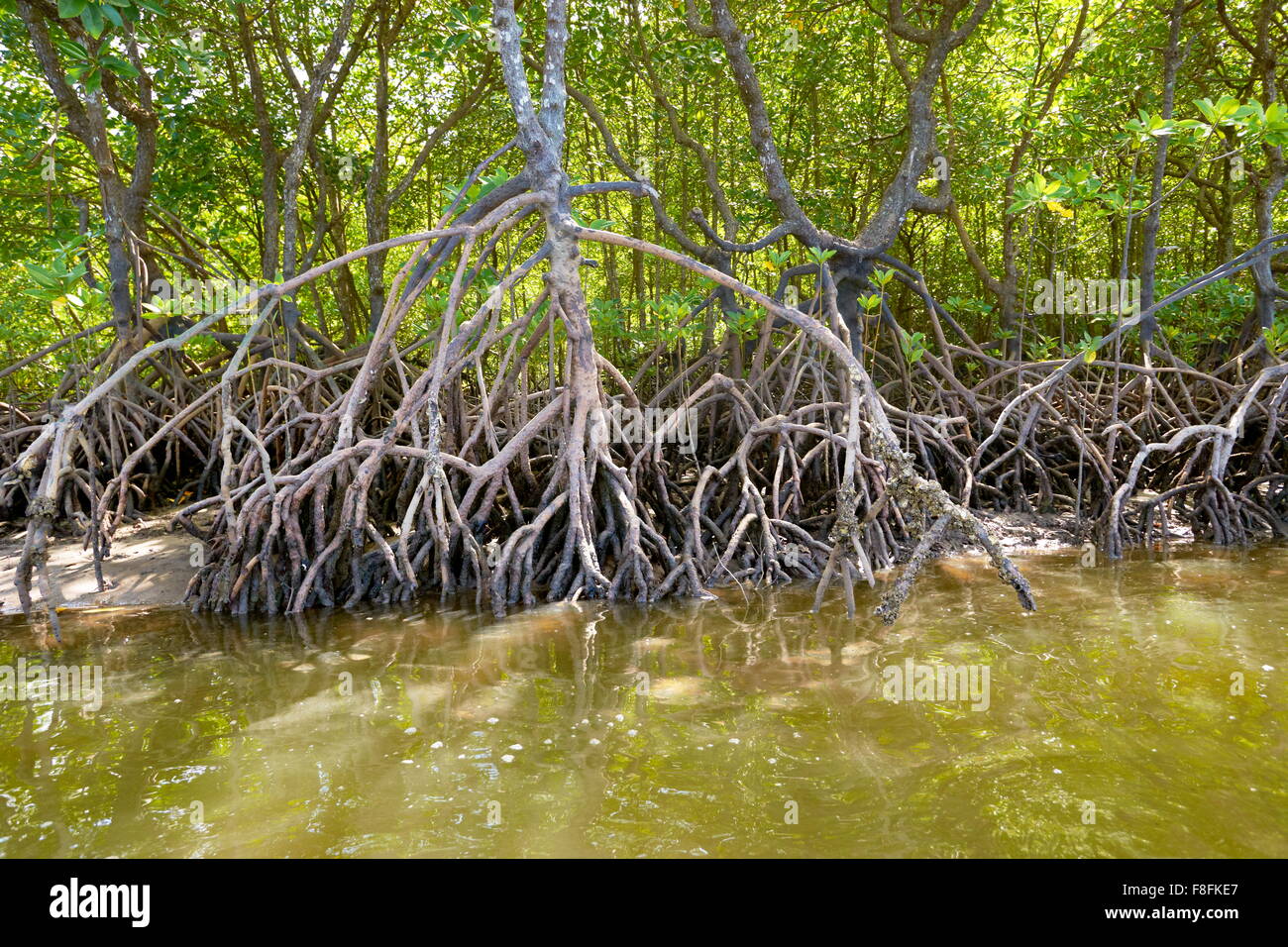 Thailand - mangrove forest, coastline Phang Nga Bay Stock Photo