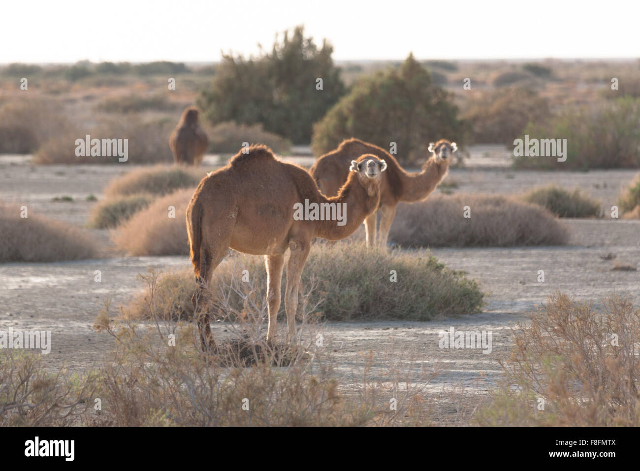 Camels in desert, Tozeur oasis, Tunisia Stock Photo