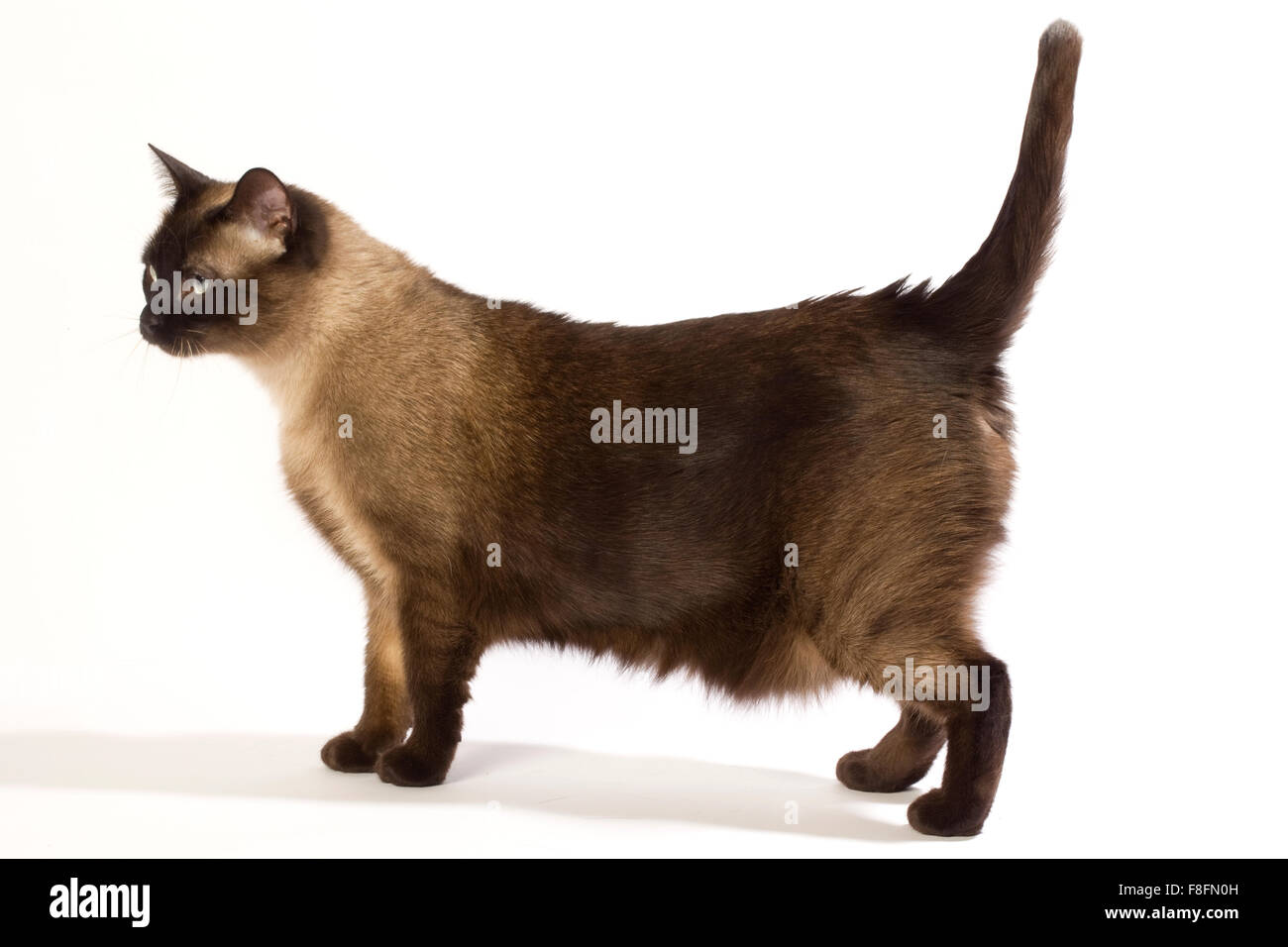 Siamese Long Hair Cat With Blue Eyes Stock Photo 91314849 Alamy