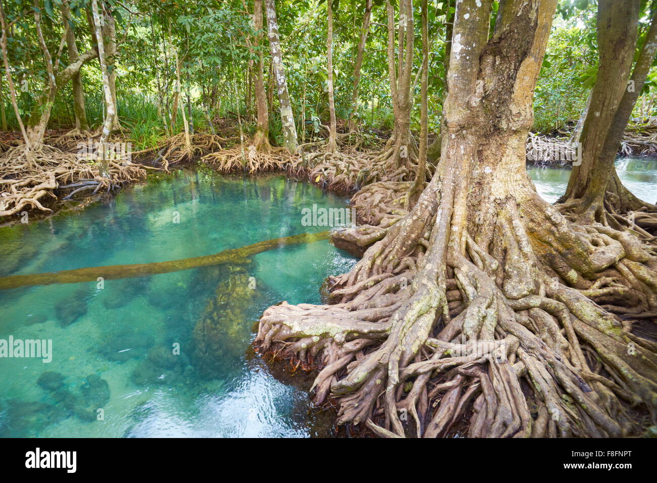 Thailand mangrove forest in Tha Pom Khlong Song Nam Park Stock Photo