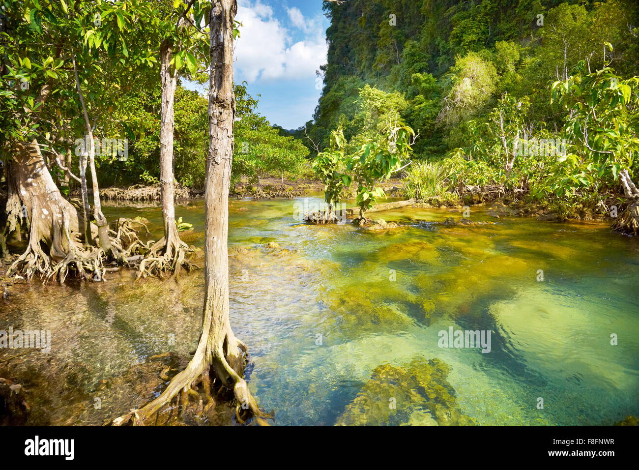 Thailand - mangrove forest in Tha Pom Khlong Song Nam National Park Stock Photo