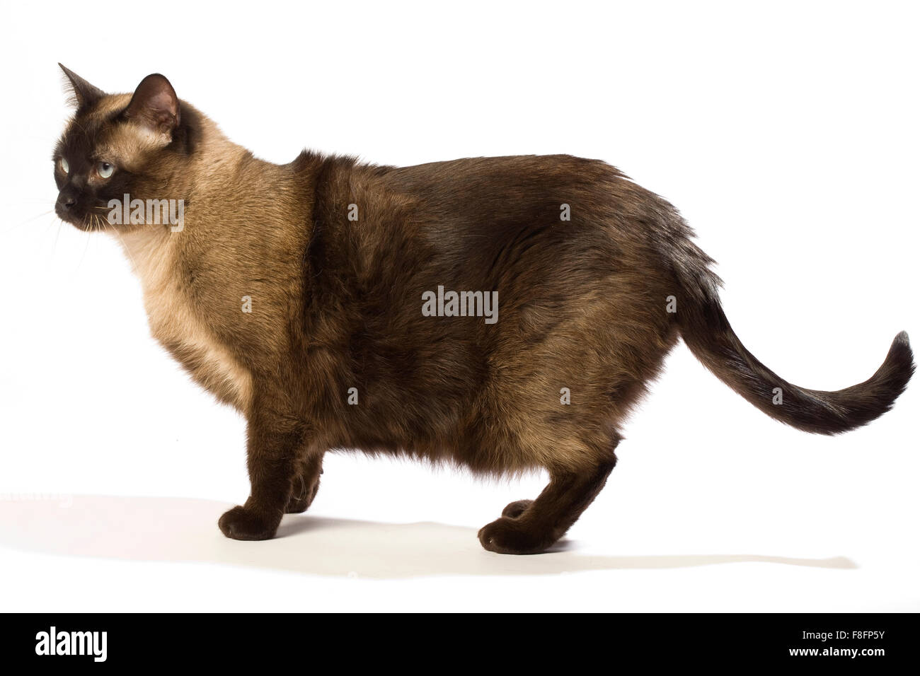 Siamese long hair cat blue hi-res stock photography and images - Alamy