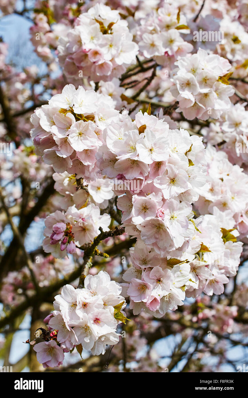 Cherry blossom hi-res stock photography and images - Alamy