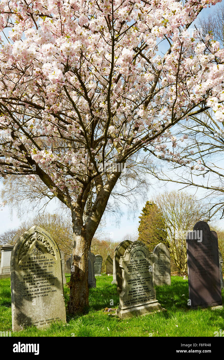 cherry blossom tree in a Church Cemetery, Nottingham, England, UK. Stock Photo