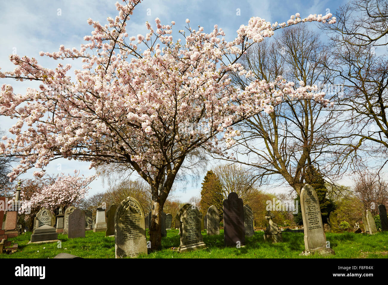 cherry blossom tree in a Church Cemetery, Nottingham, England, UK Stock
