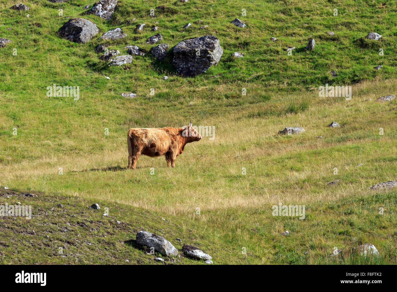 Highland cattle standing in a meadow hi-res stock photography and ...