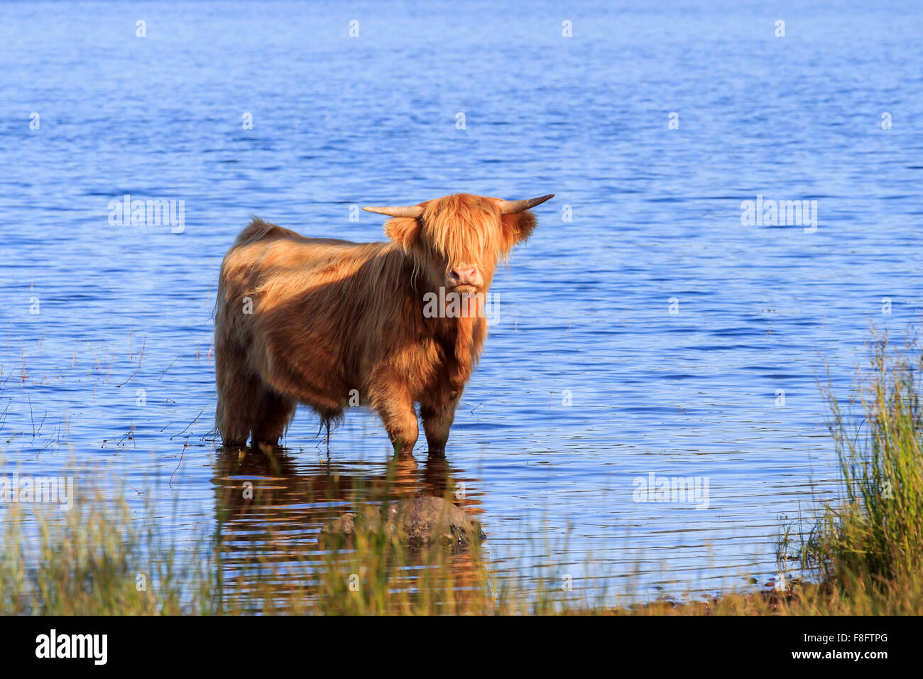 Highland cow by the water hi-res stock photography and images - Alamy