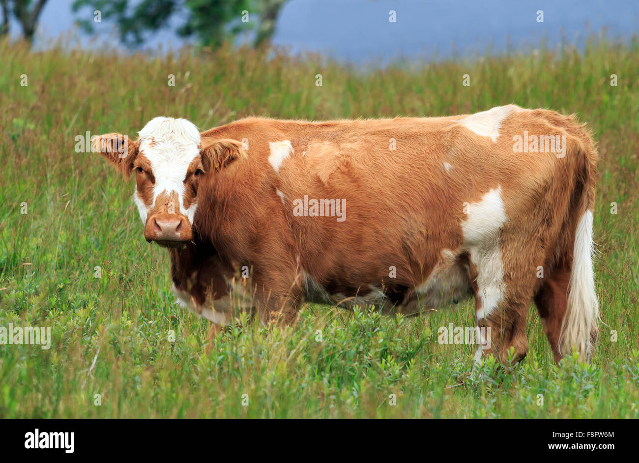 Brown and white cow standing in field in the Scottish Highlands Stock ...