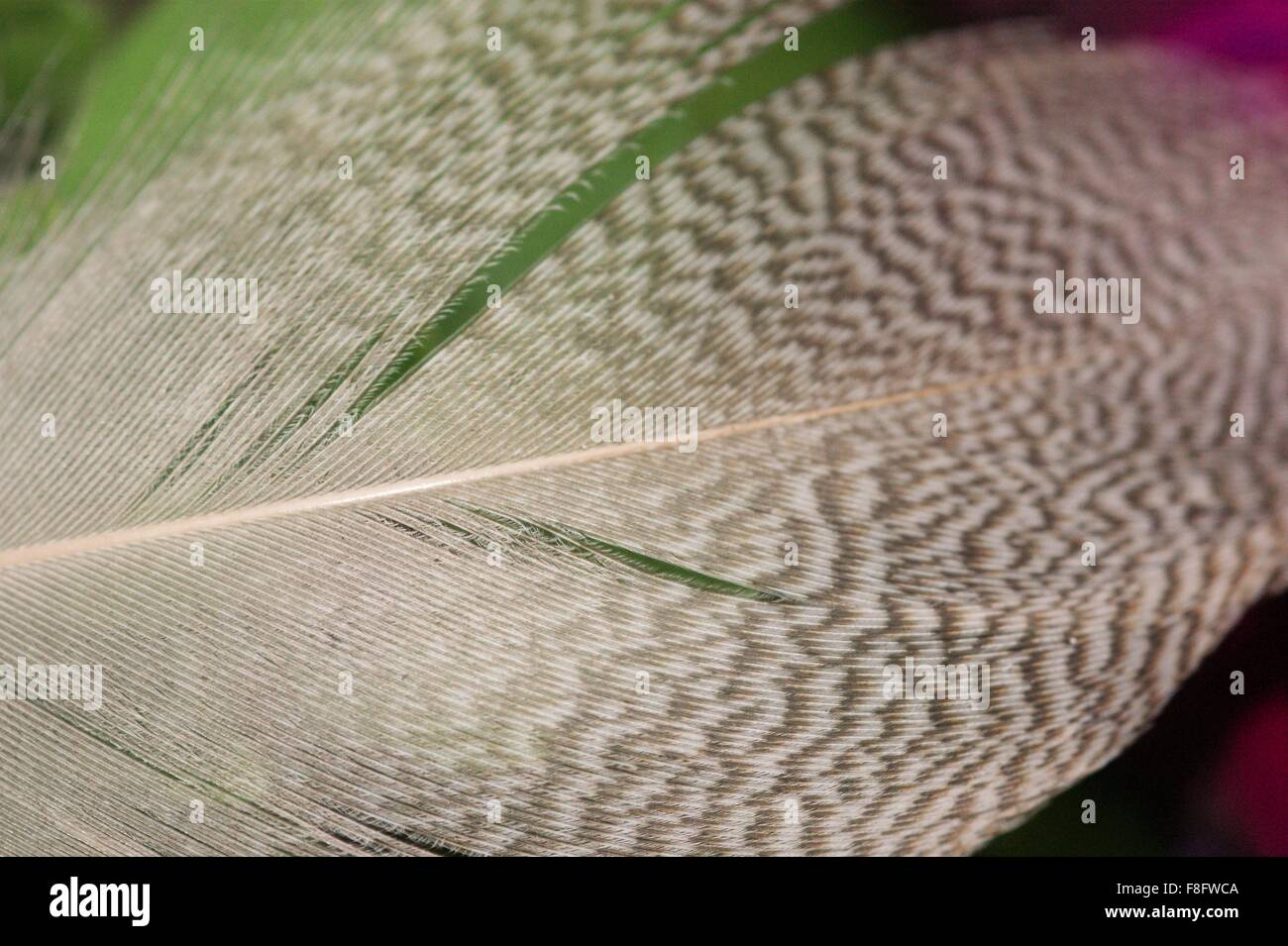 Delicate feather Stock Photo