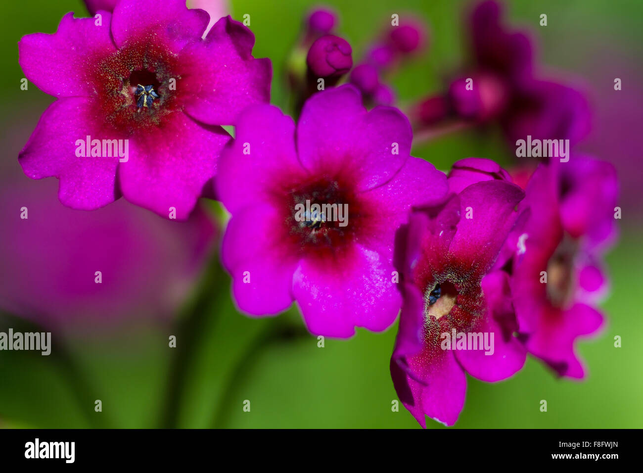 Macro of a pink drumstick primrose Stock Photo Alamy