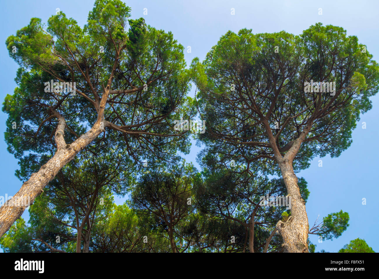 Italian stone pine forest,also called umbrella pine Stock Photo