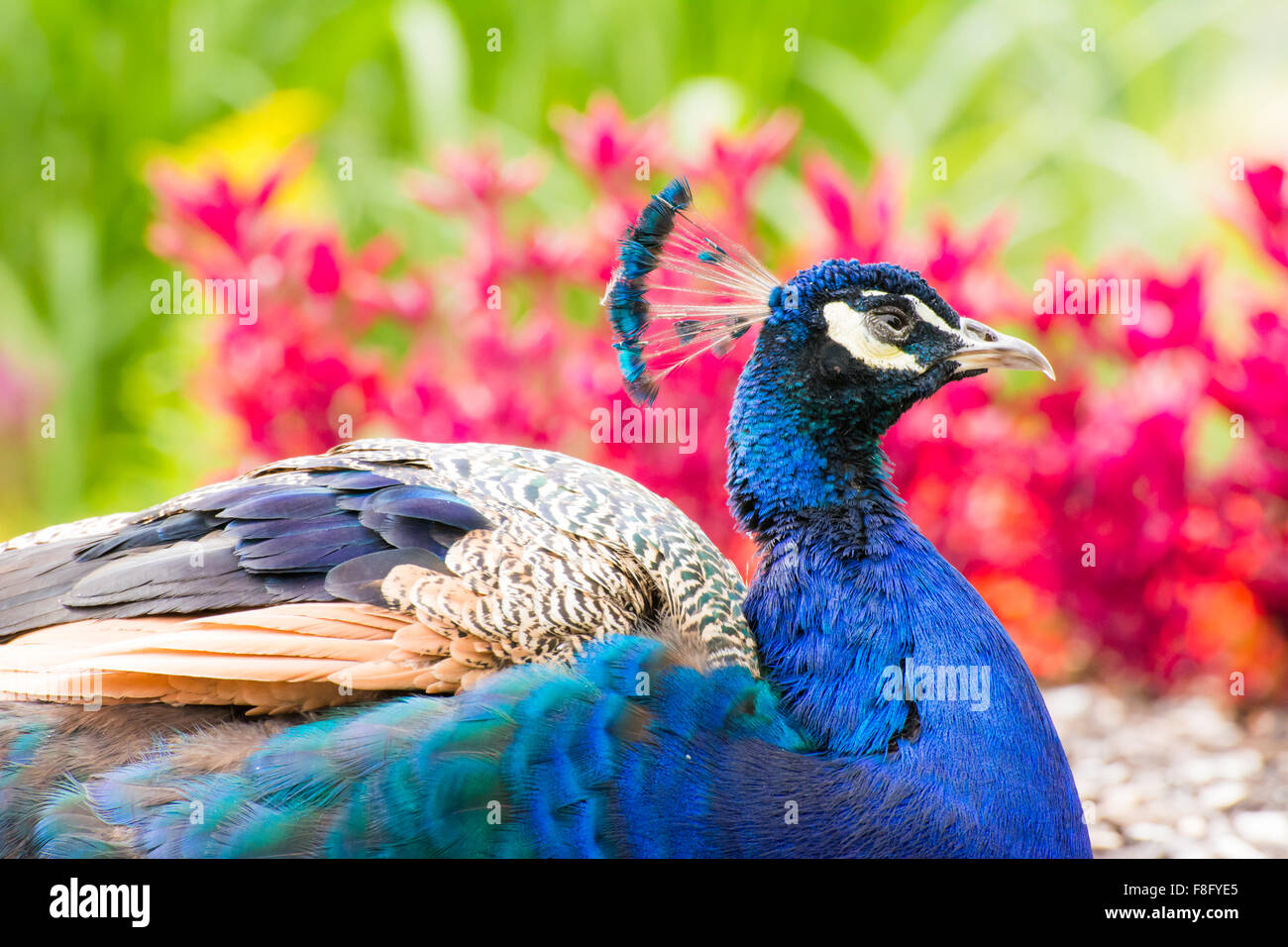 Portrait of a male peacock Stock Photo - Alamy