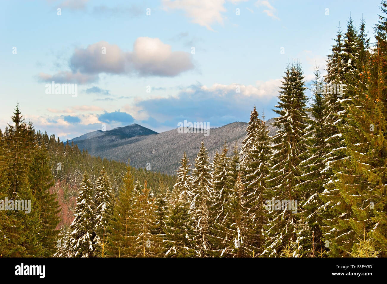 Fir tree on a top of a Carpathian mountains in the day Stock Photo