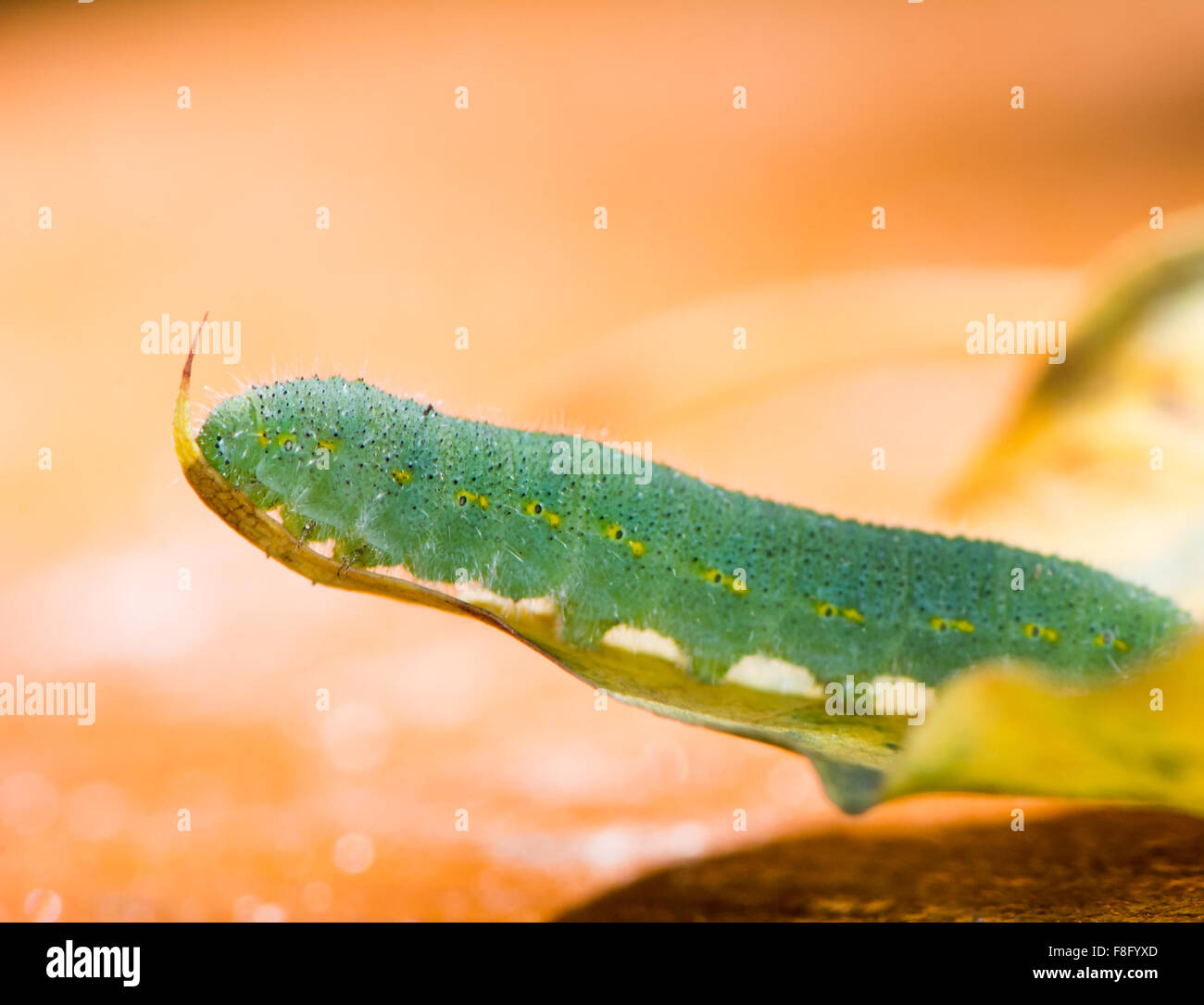 Green butterfly caterpillar hi-res stock photography and images - Alamy