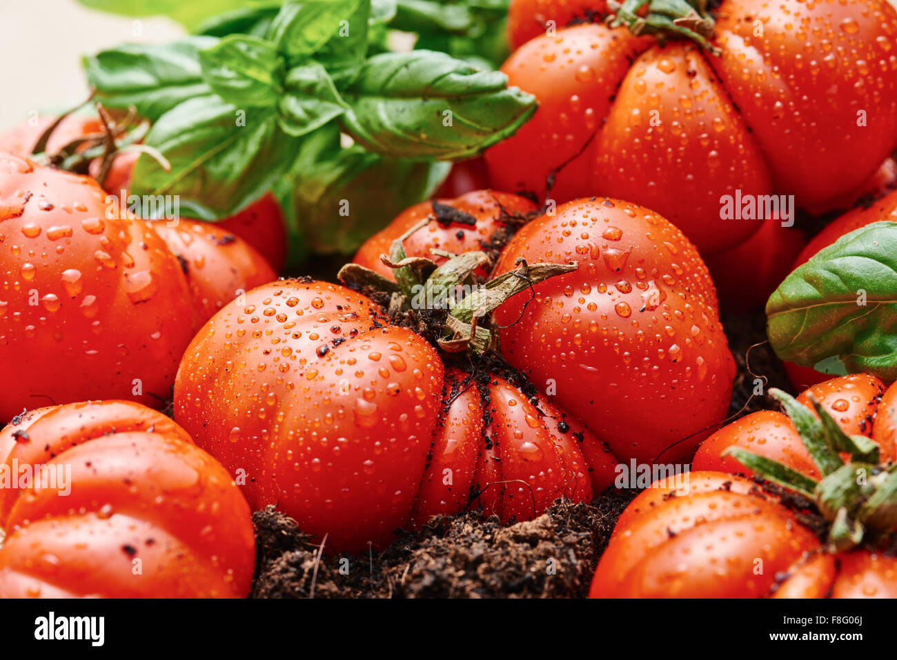 Freshly harvested tomato type corleone  for sauce on old wooden table and ground Stock Photo