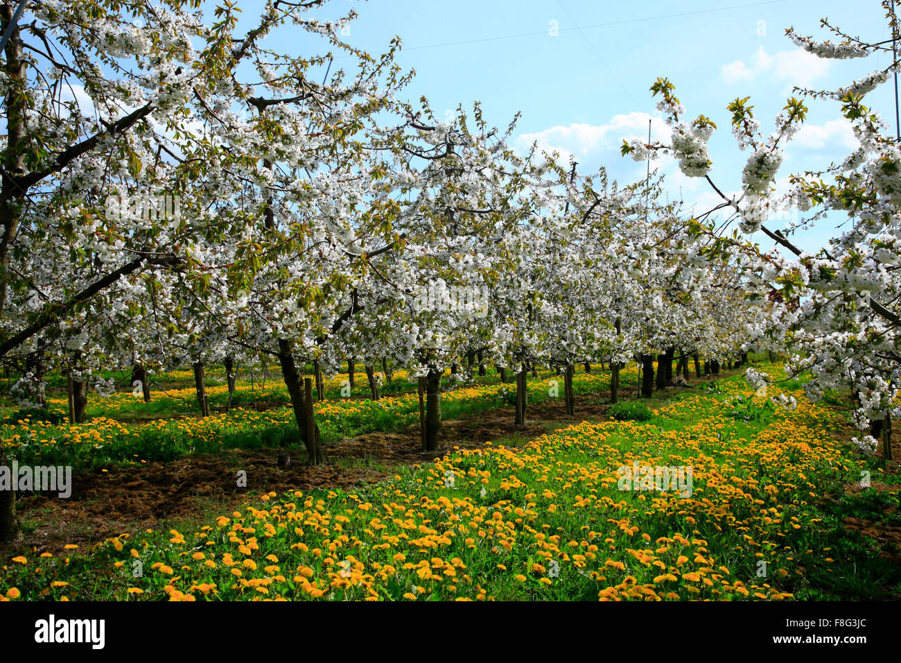 Cherry blossom in Jork, Altes Land, Lower Saxony, Germany, Europe Stock Photo