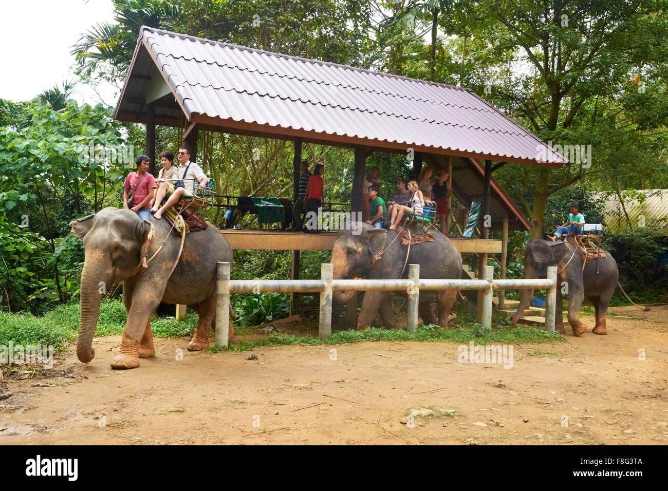 Thailand Khao Lak National Park, elephant ride Stock Photo Alamy