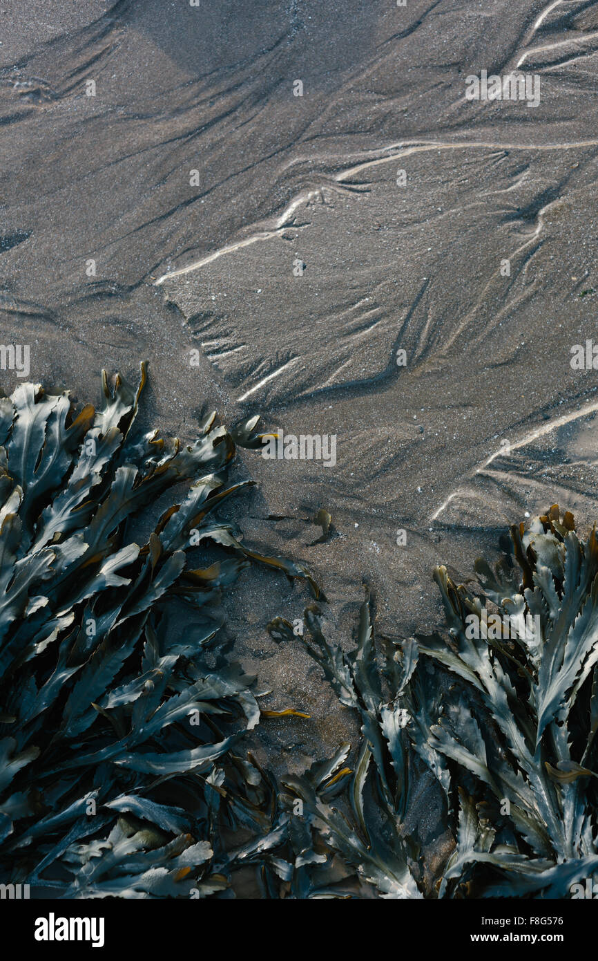 Yellow green algae hires stock photography and images Alamy