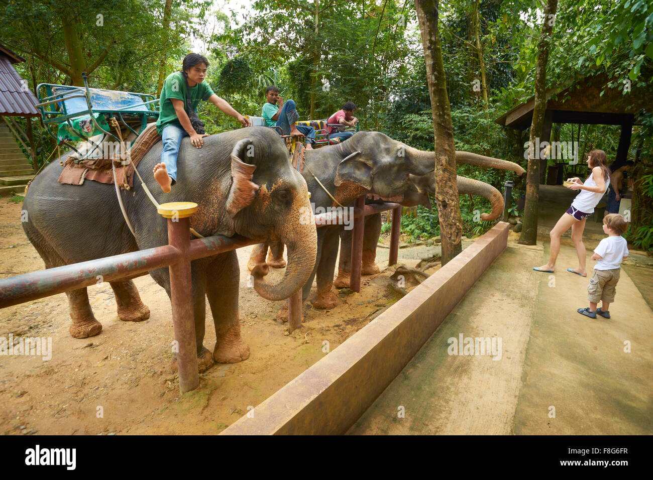 Thailand - Krabi Province, Khao Lak National Park, Elephant Waiting For 