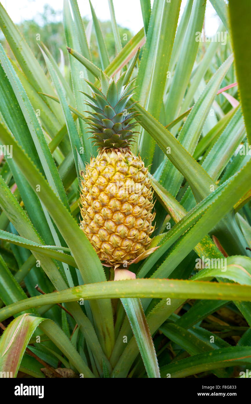 Pineapple plantation thailand hires stock photography and images Alamy
