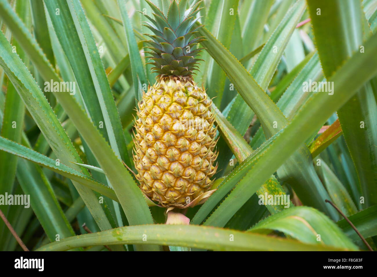 Asian pineapple fruit at the plantation, Thailand, Asia Stock Photo