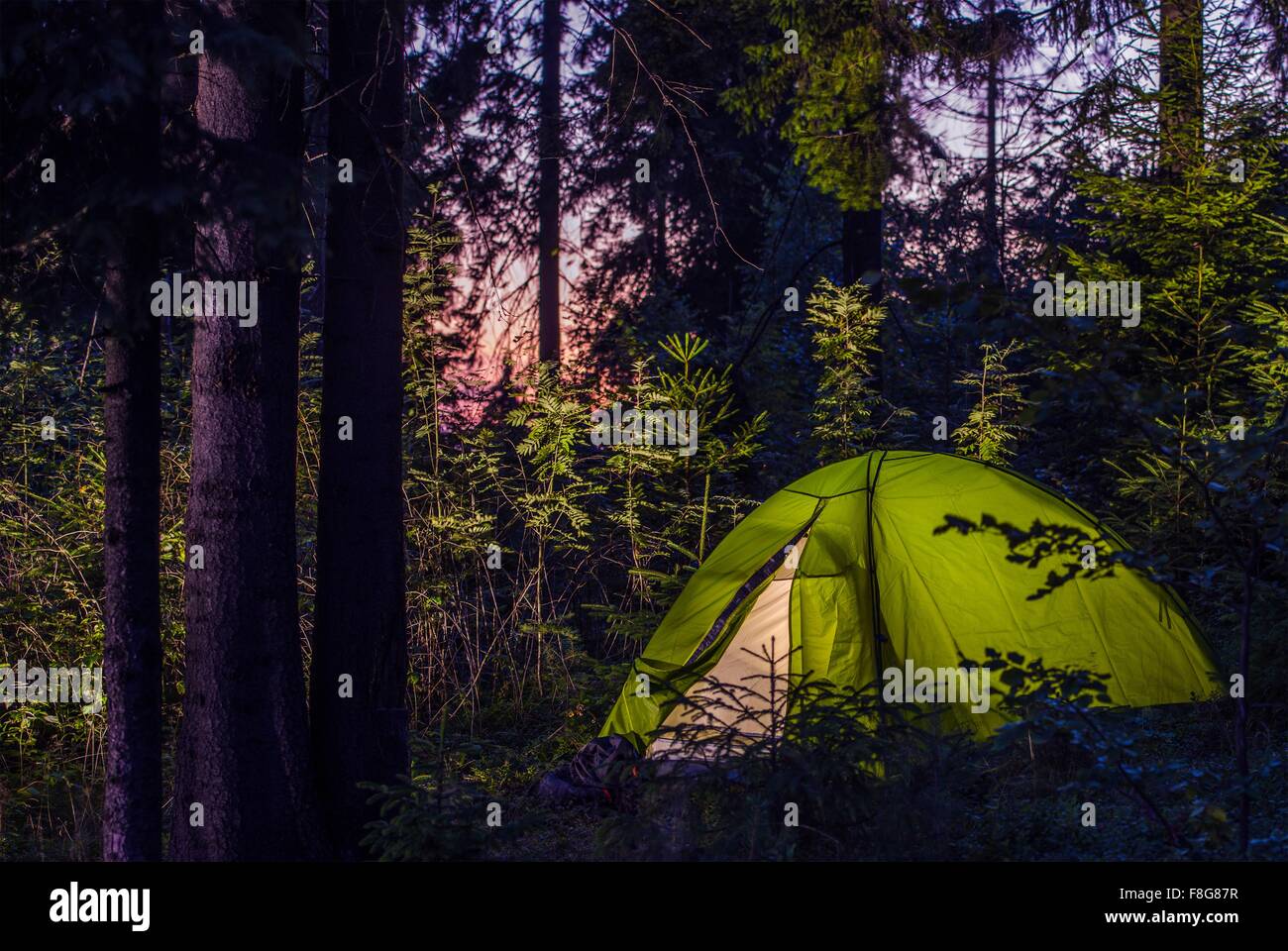 Camping in a Forest. Late Evening on a Camp Site. Green Illuminated Tent Between Spruce Trees. Outdoor Lifestyle. Stock Photo