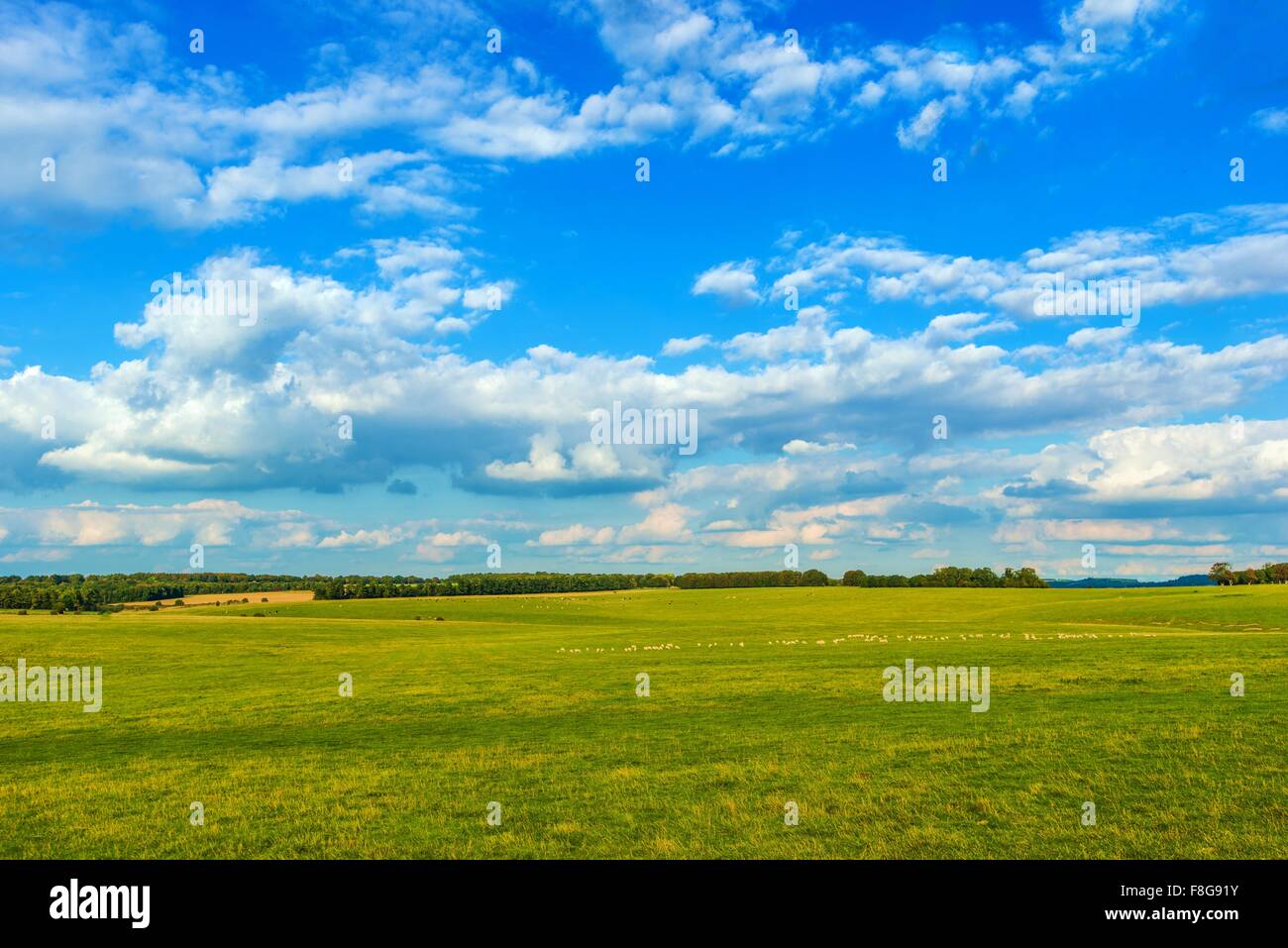 English Countryside Meadow. England, United Kingdom. Farmland Near Southampton, UK. Stock Photo