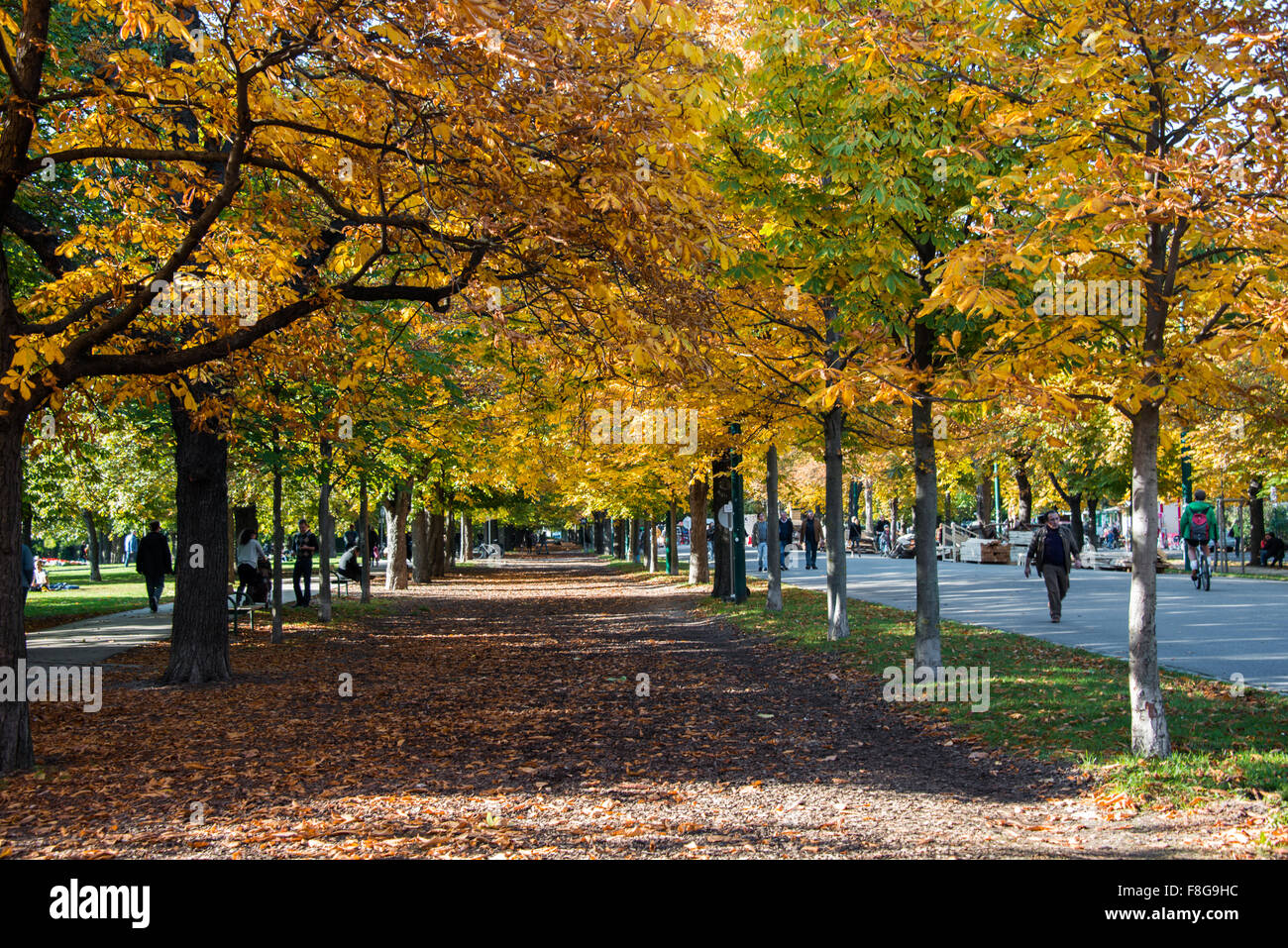 Alley with trees on autumn day Stock Photo - Alamy