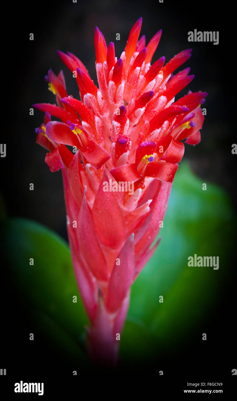 bromeliad with black and green background Stock Photo