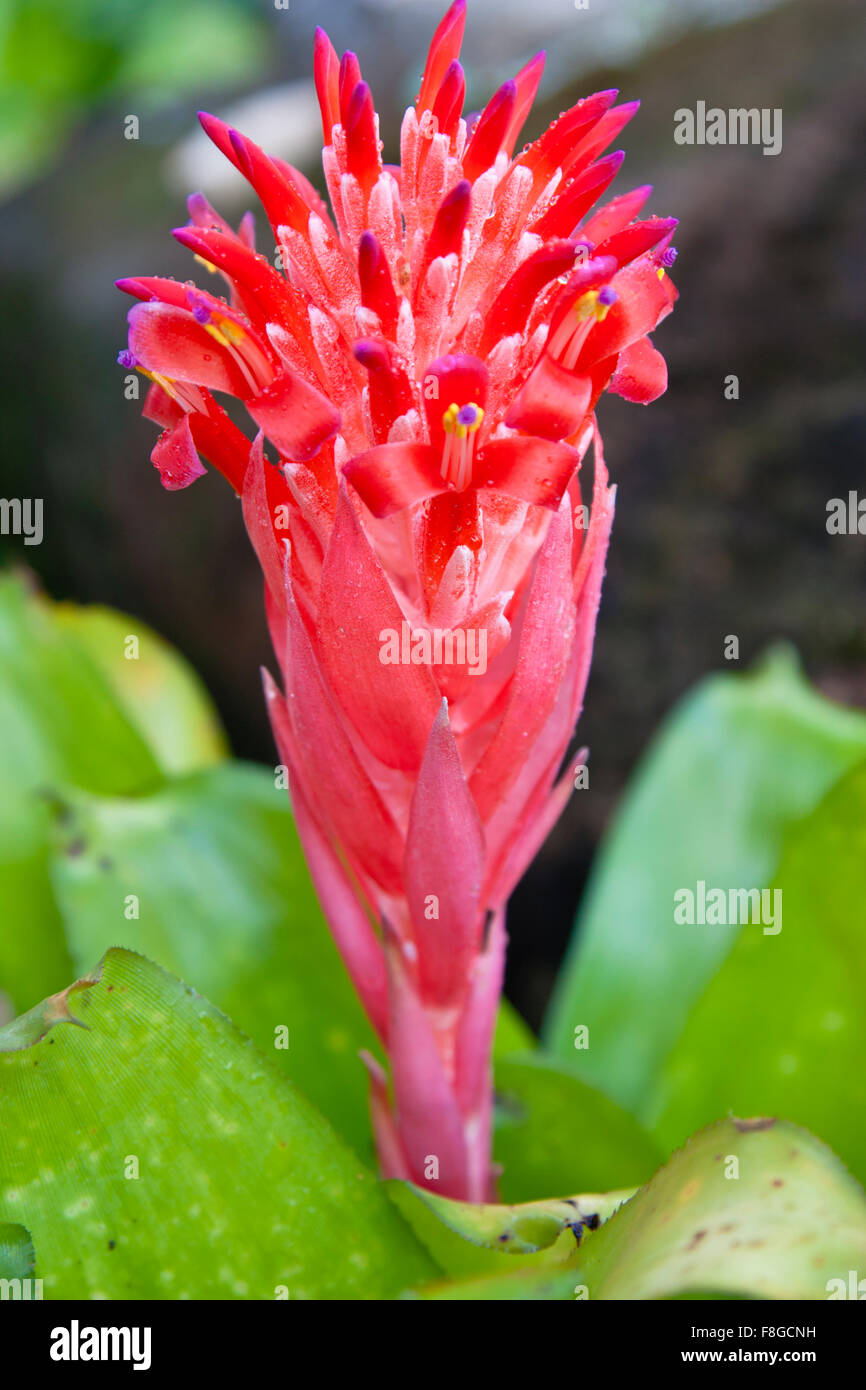a single bromeliad plant  in the  garden Stock Photo
