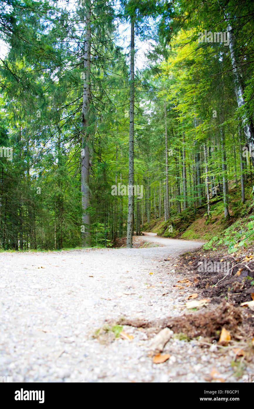 Beautiful path in the forest on a sunyn day in early fall Stock Photo